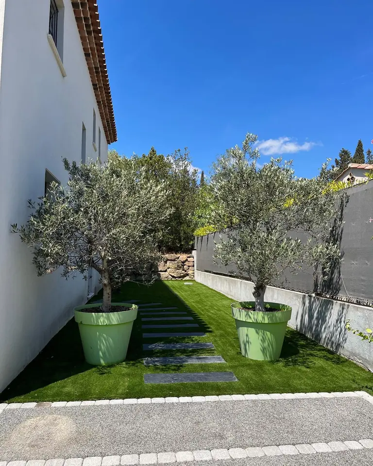 Deux oliviers en grands pots verts et pas japonais en ardoise sur le gazon, entre une maison et un mur